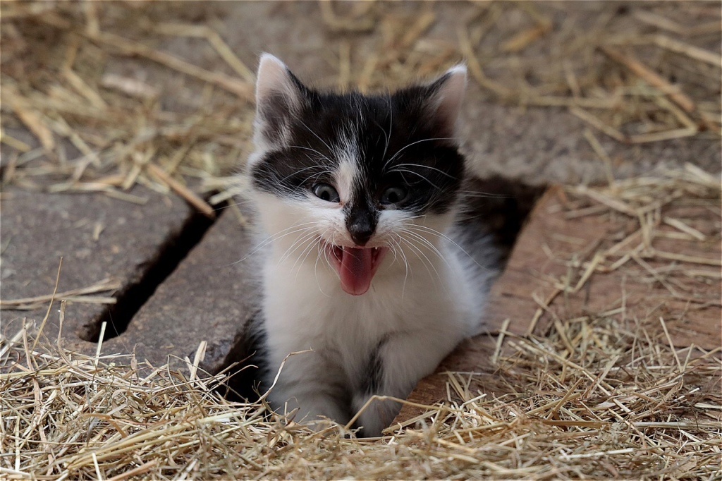 Black and white kitten in hay with an excited look on its face. 